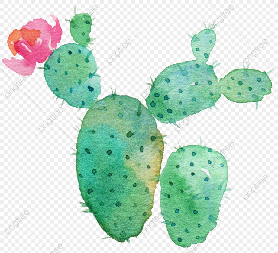 cactus watercolor clipart aesthetic nopal transparent drawing flowering clip plant 1050 1153 webstockreview getdrawings