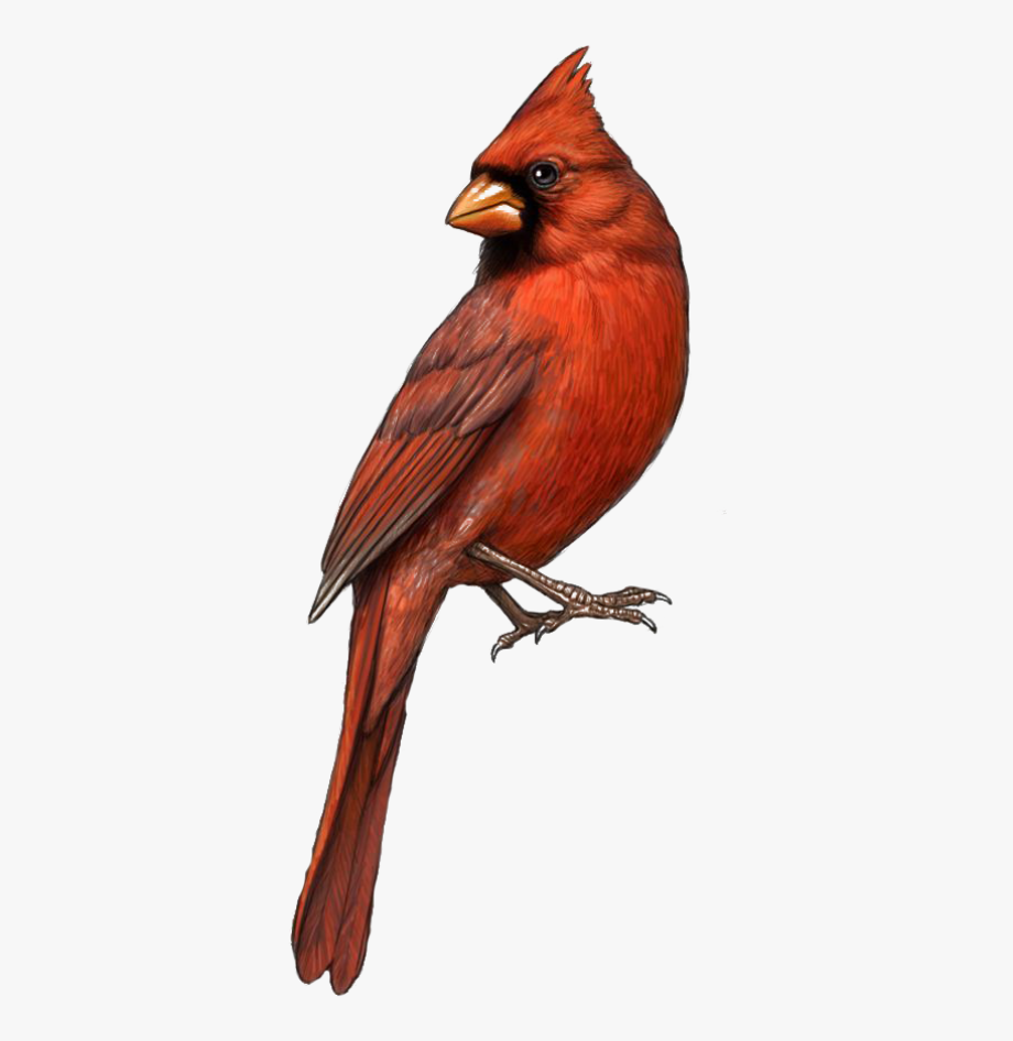 Download High Quality cardinal clipart cool Transparent PNG Images