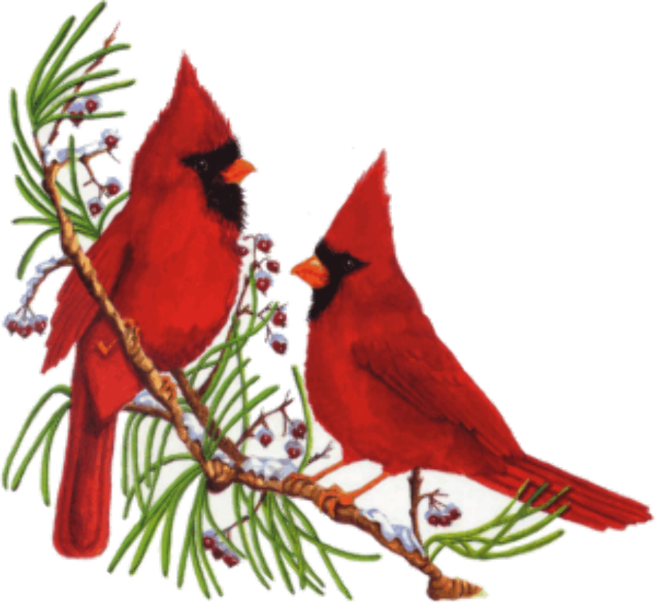 download-high-quality-cardinal-clipart-christmas-transparent-png-images