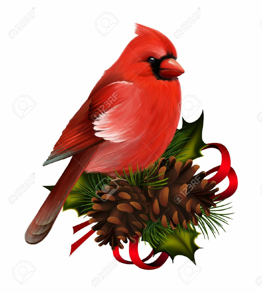 download-high-quality-cardinal-clipart-christmas-transparent-png-images
