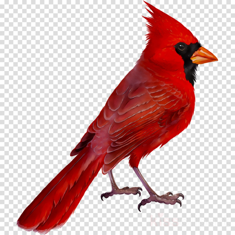 Download High Quality cardinal clipart transparent background
