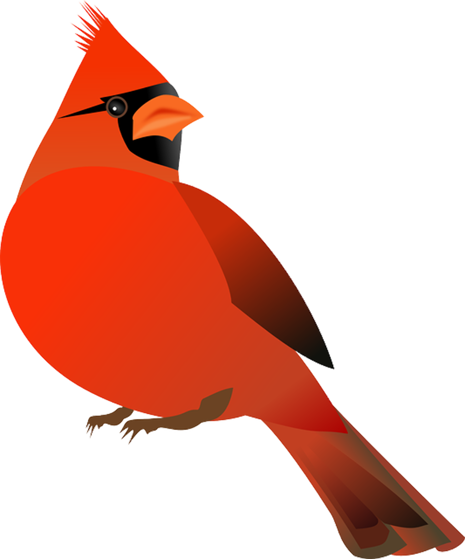 Cardinal transparent background
