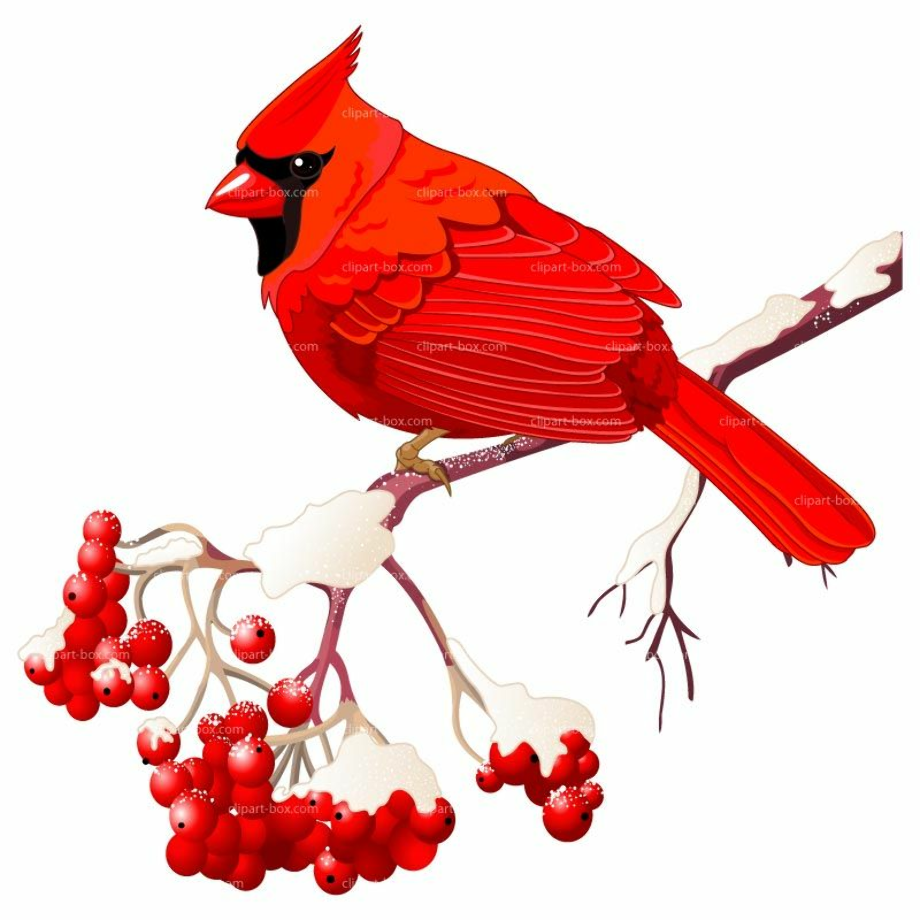 cardinal clipart watercolor