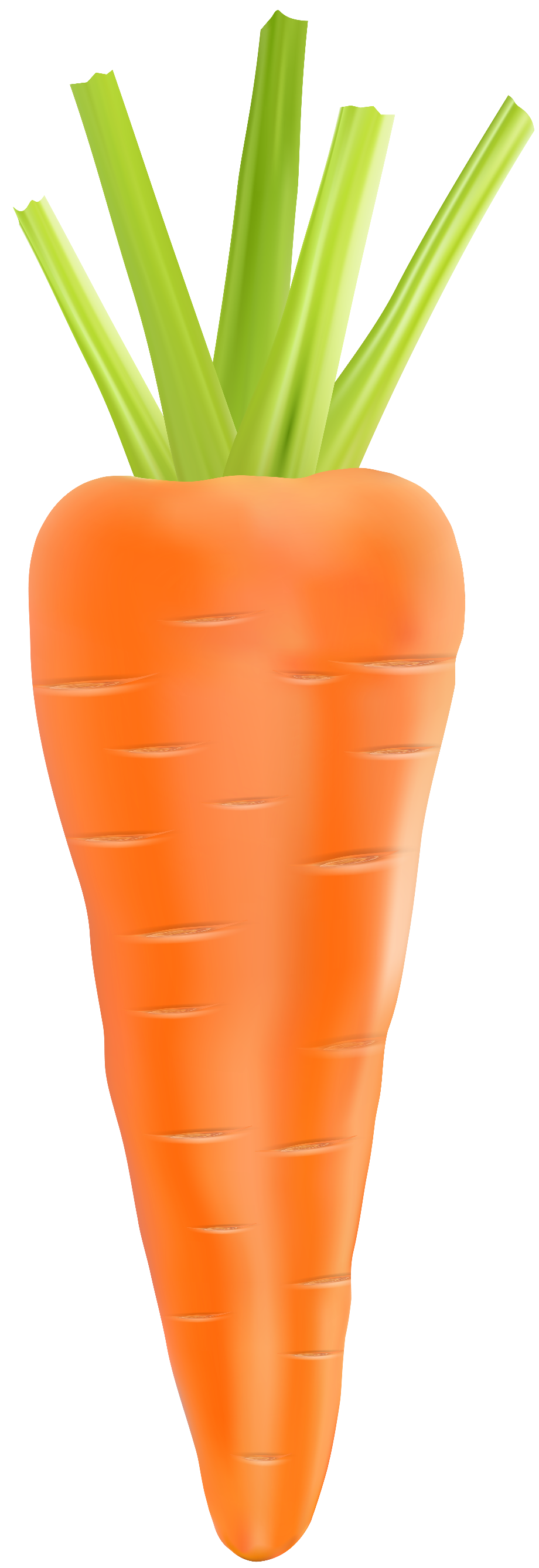 carrot clipart realistic