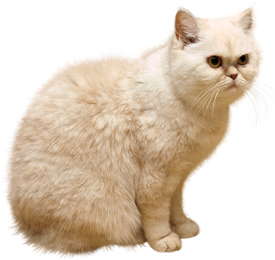 cat transparent white