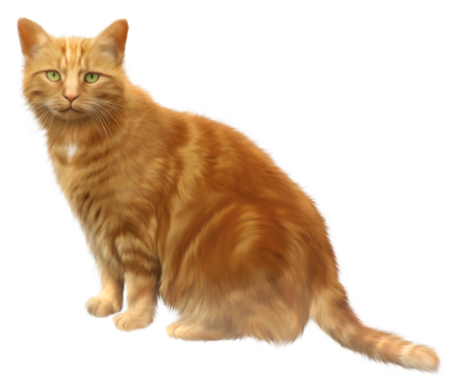 transparent image cat