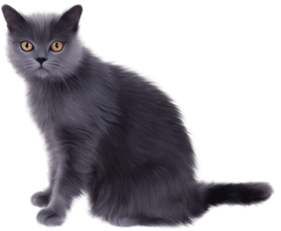 cat transparent grey