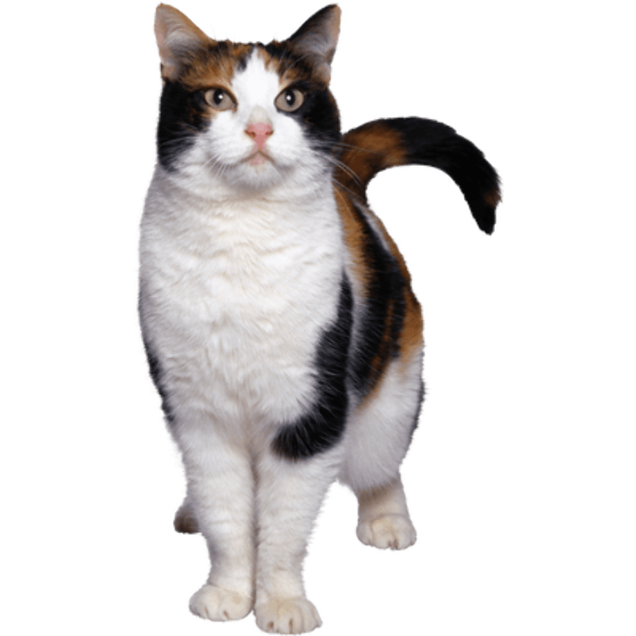 Download High Quality Cat clipart transparent background Transparent