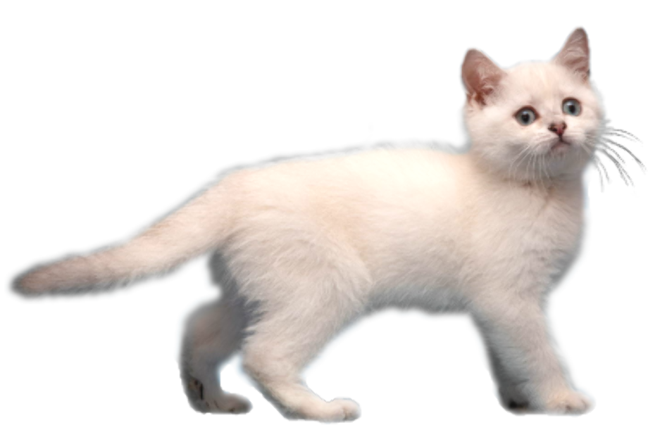 cat transparent kitten