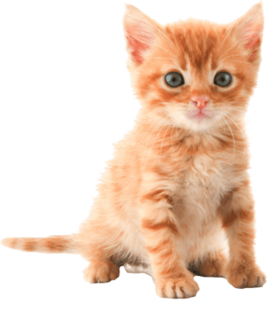 Download High Quality Cat Transparent Kitten Transparent Png Images