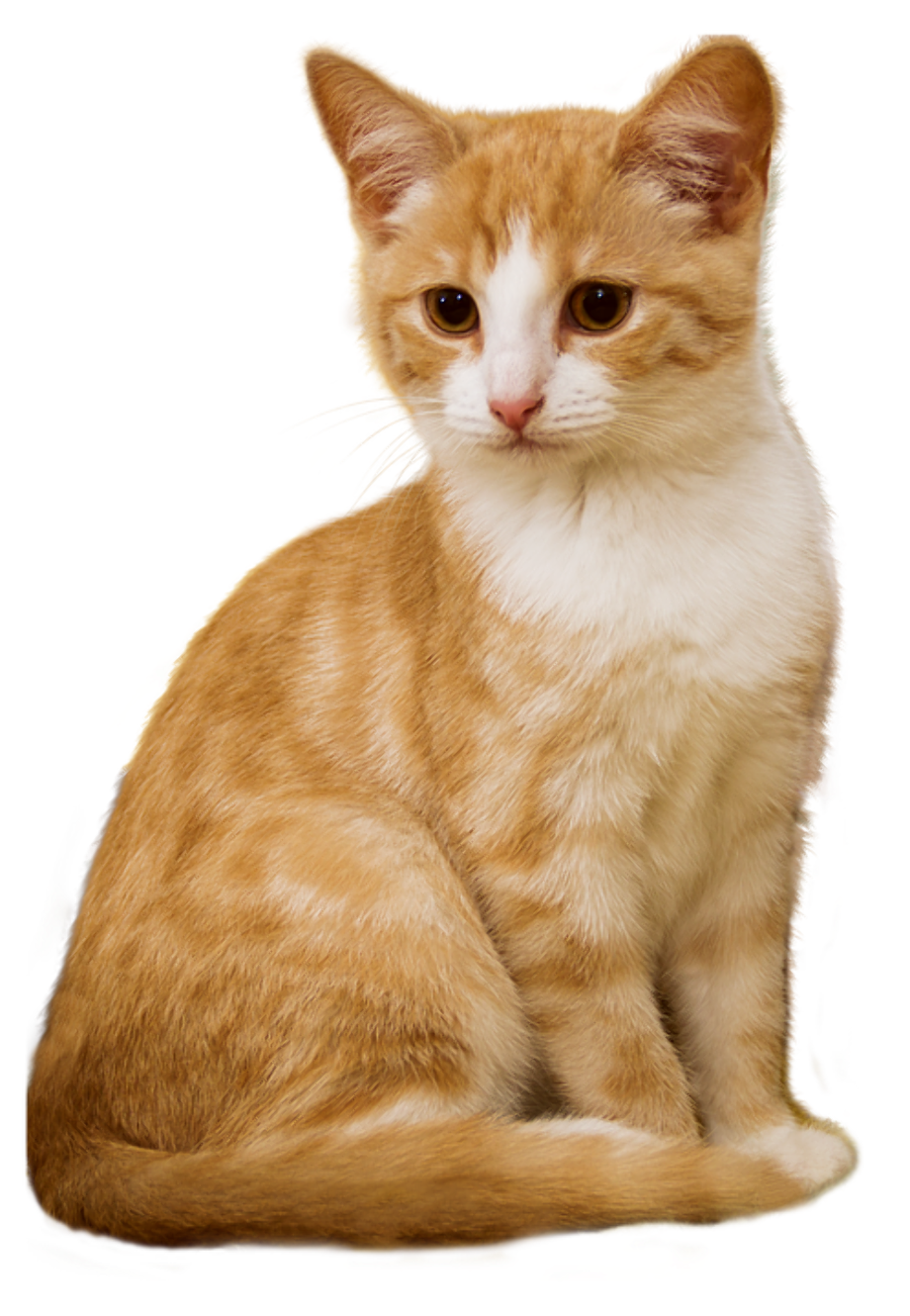 Download High Quality cat transparent sitting Transparent PNG Images