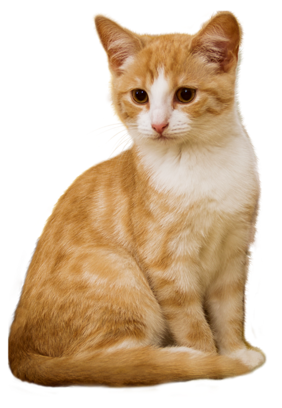 Download High Quality Cat Transparent Sitting Transparent Png Images ...