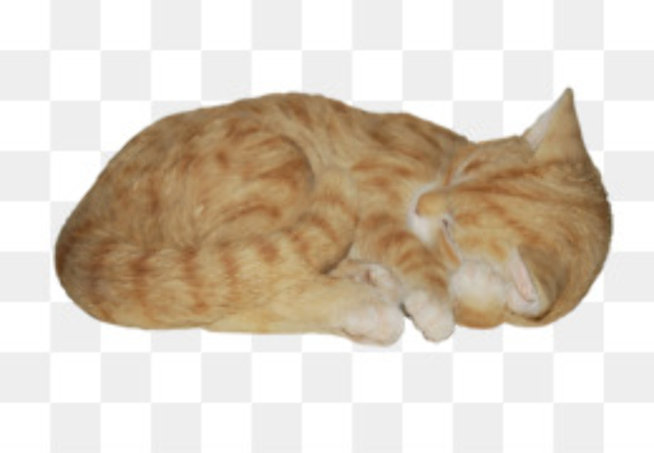 cat transparent sleeping