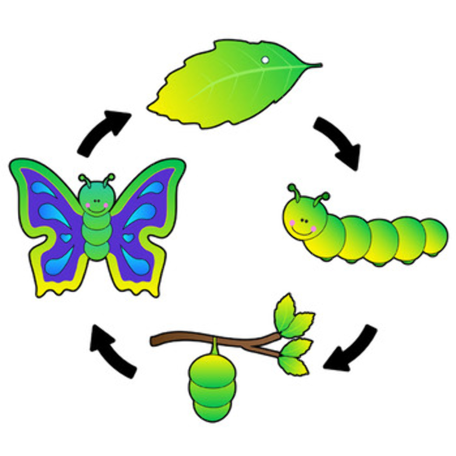 caterpillar clipart butterfly