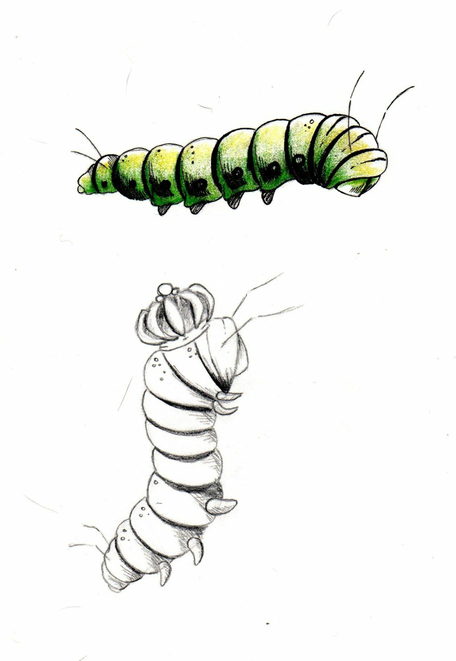 Download High Quality caterpillar clipart realistic Transparent PNG