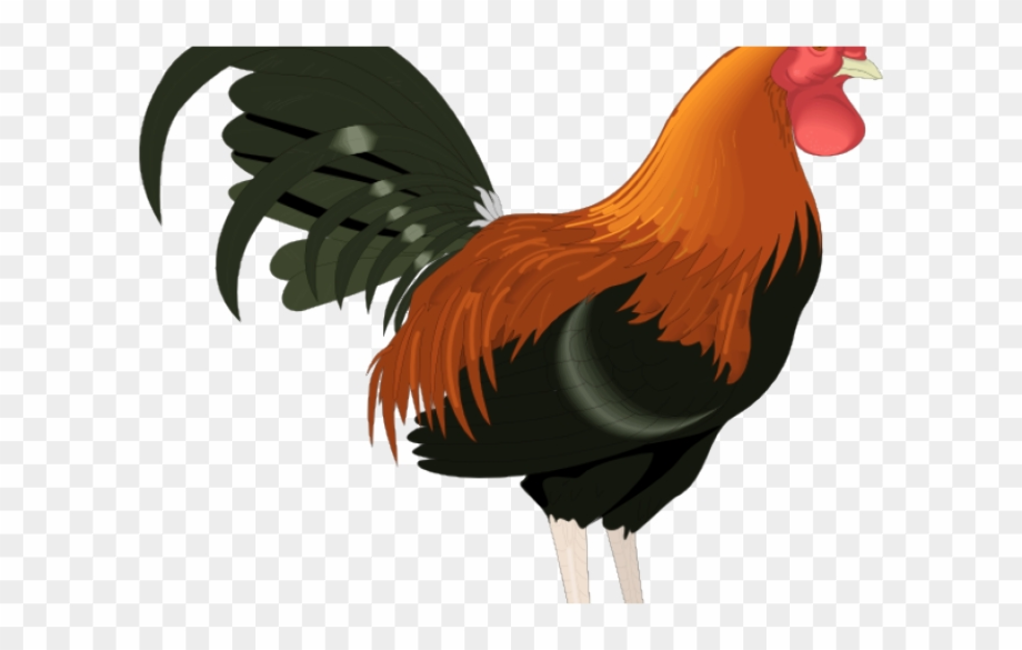 rooster clipart transparent background