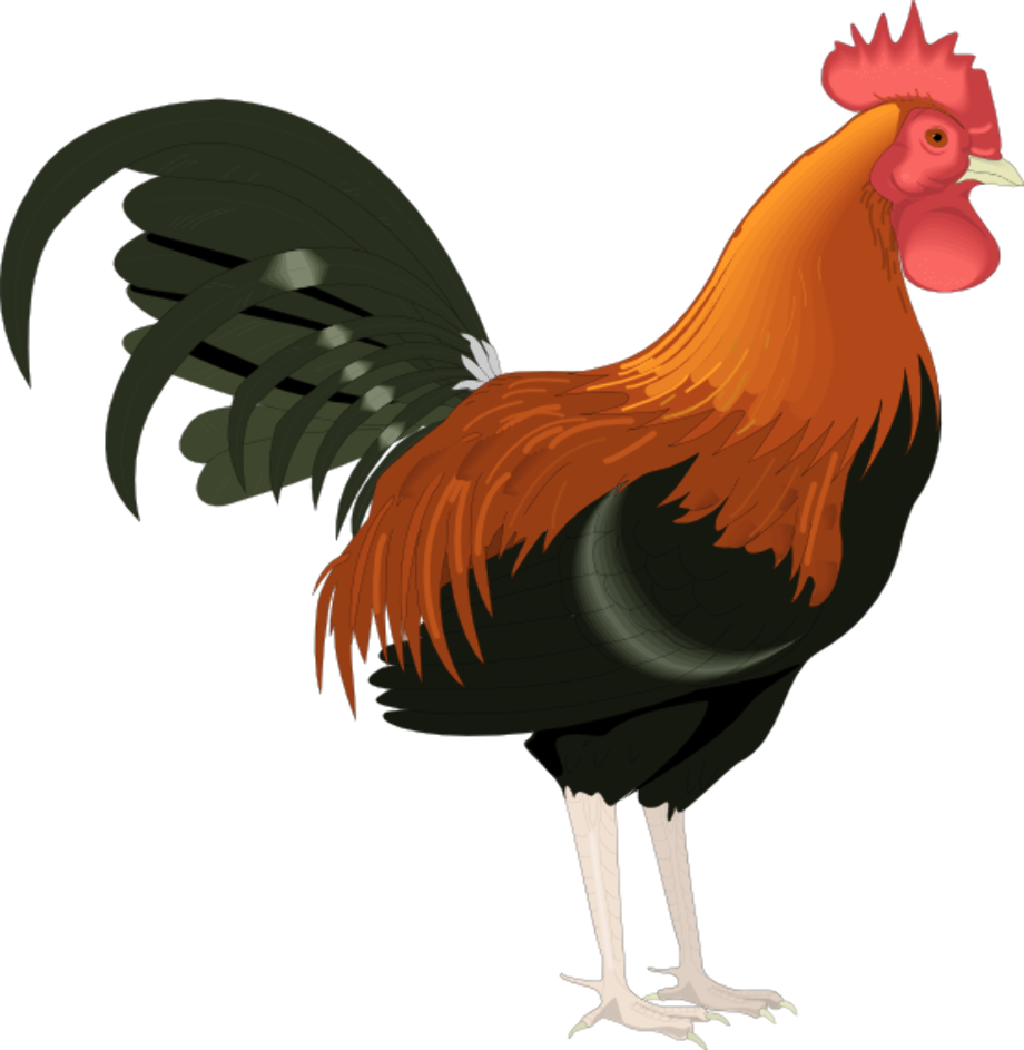 rooster clipart transparent