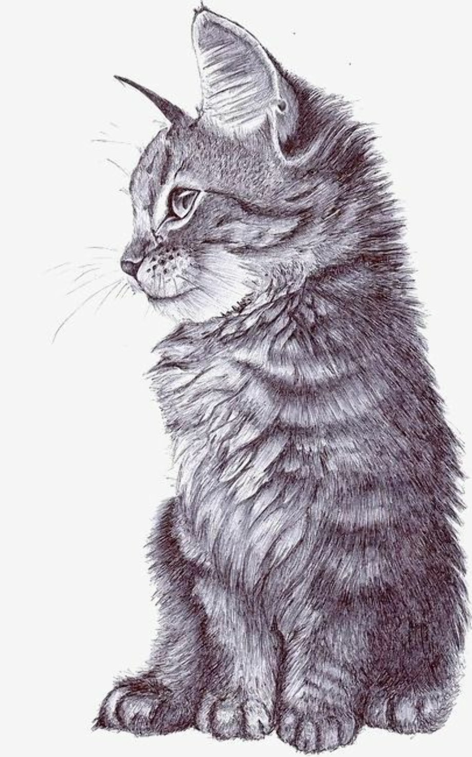 Download High Quality clipart cat realistic Transparent PNG Images
