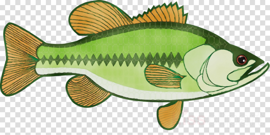 Download High Quality clipart fish bass Transparent PNG Images - Art