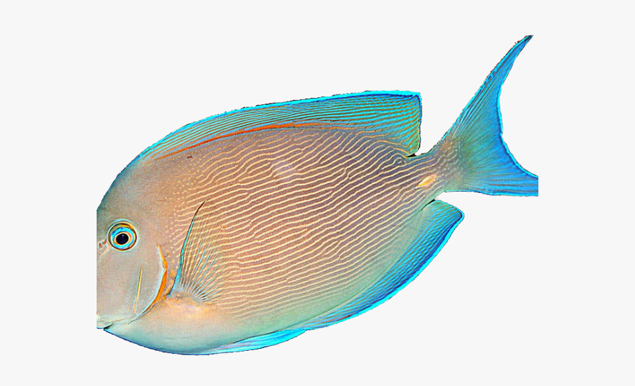 transparent fish tropical