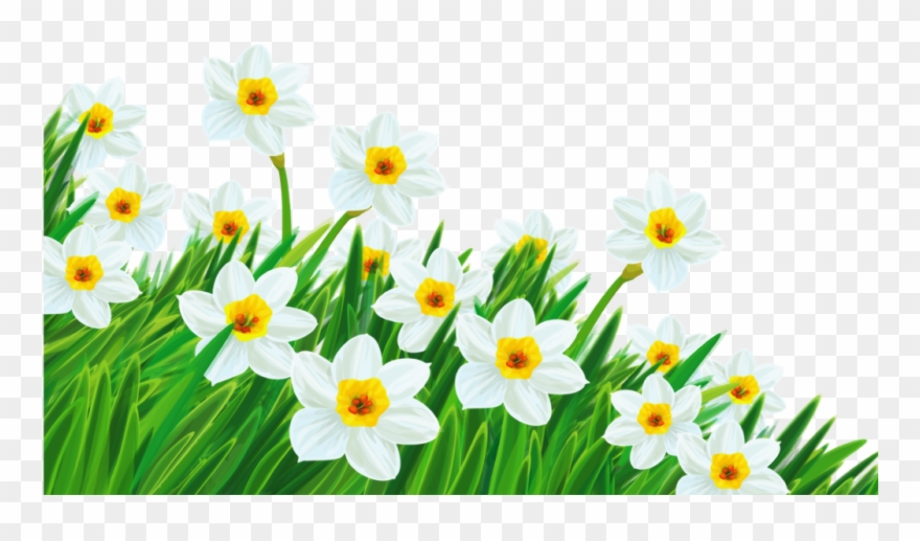 spring flowers clipart daffodil