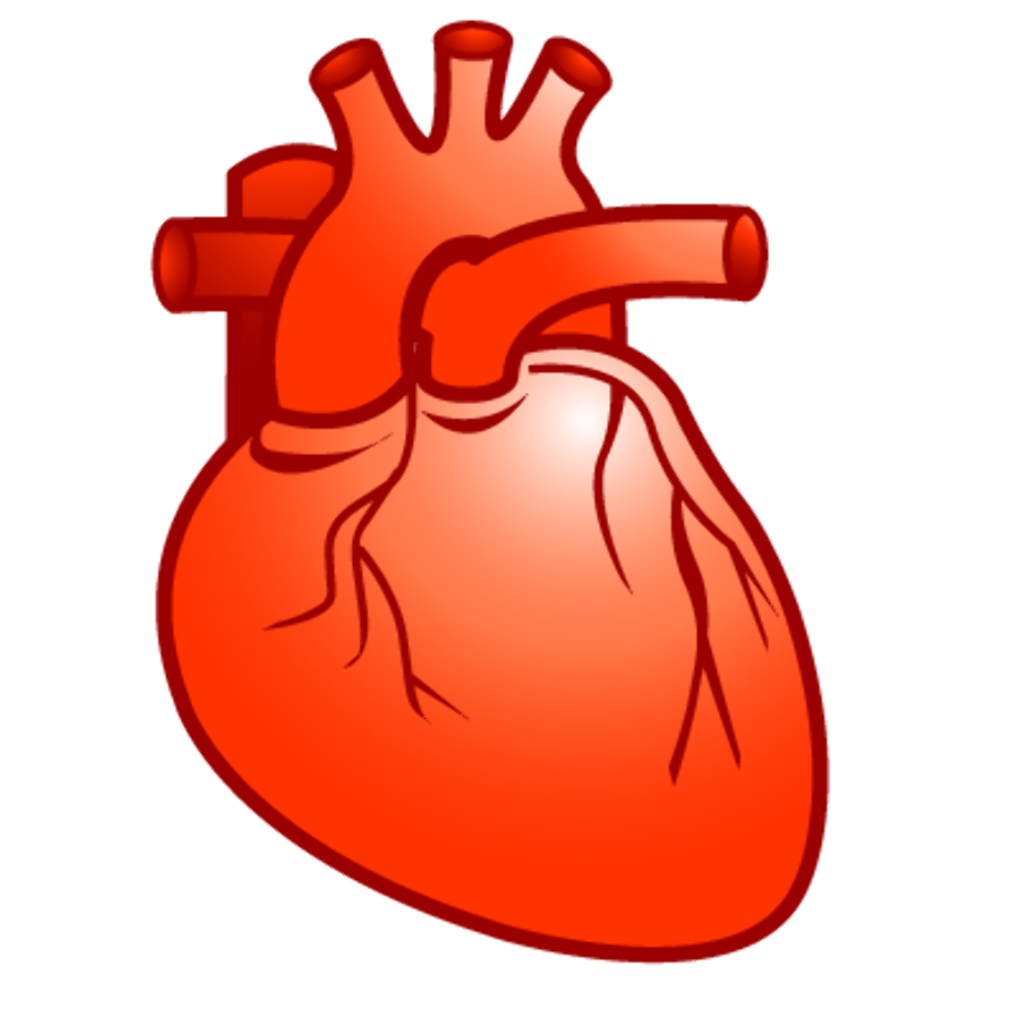 Human Heart Clipart Png Real Heart Drawing Free Transparent Png Images ...