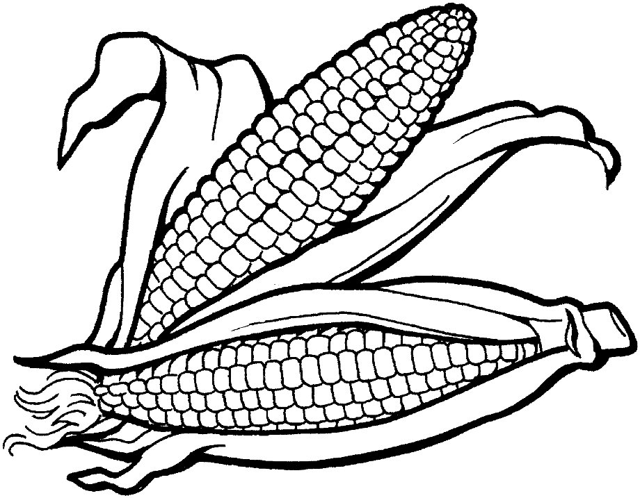 corn clipart outline