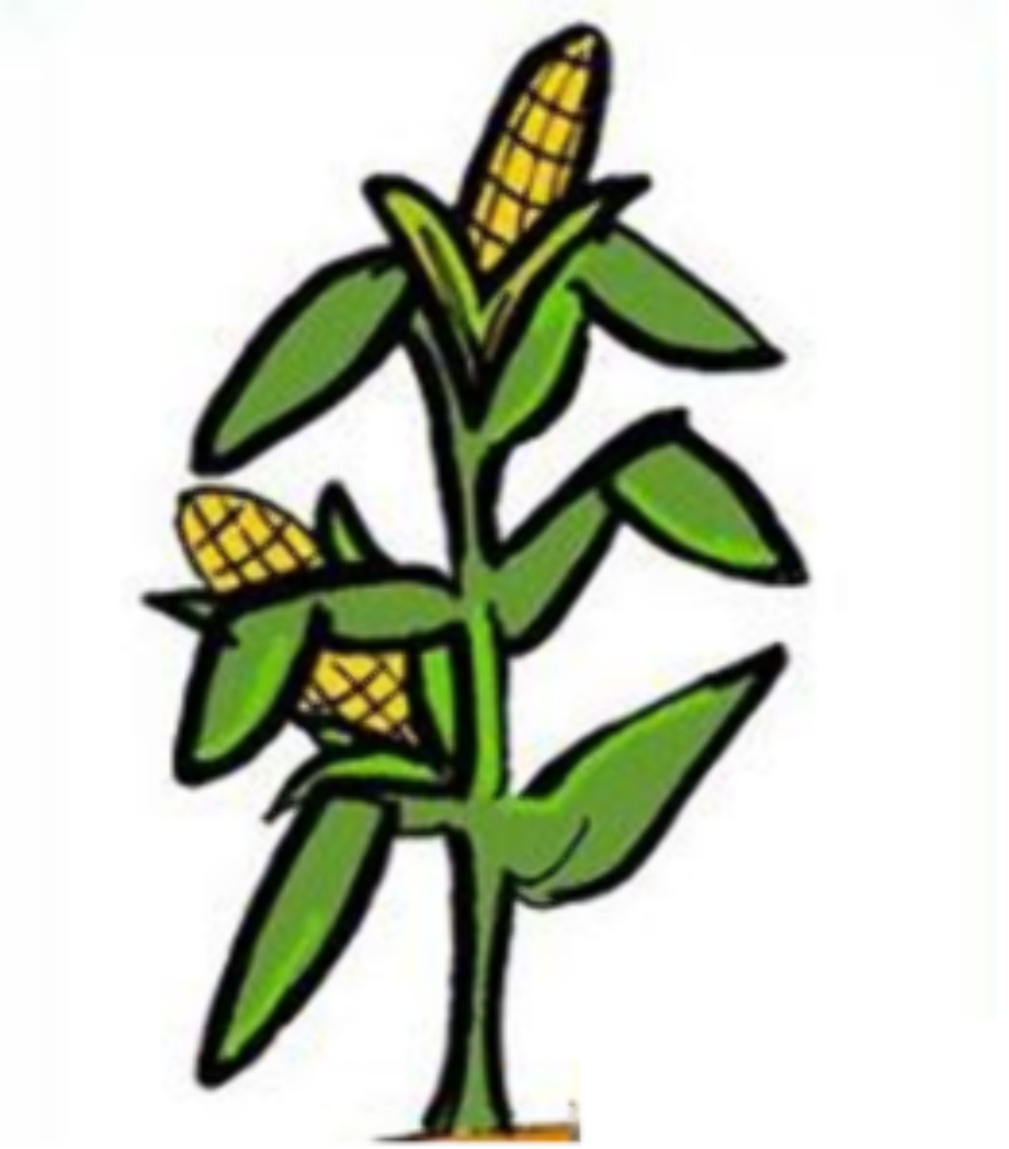 corn clipart stalk