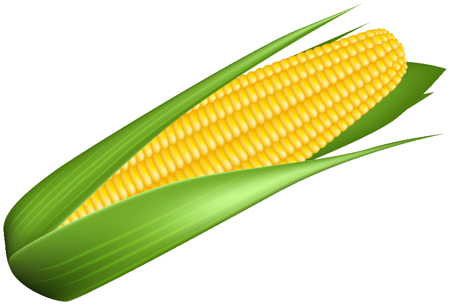 Download Download High Quality corn clipart high resolution ...