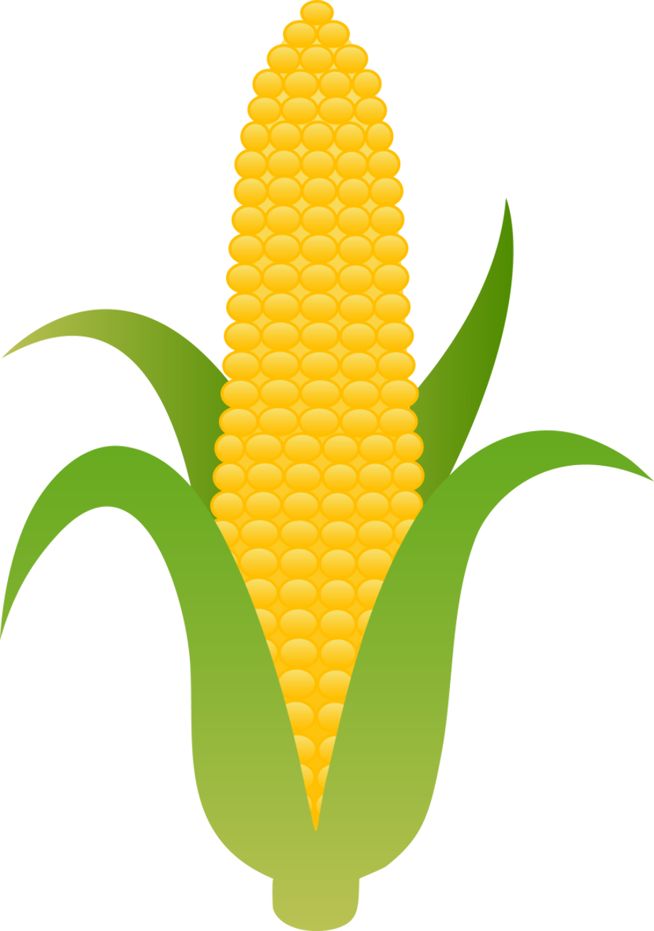 corn clipart indian