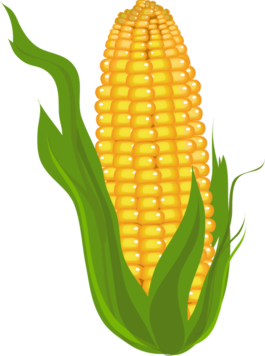 corn clipart simple