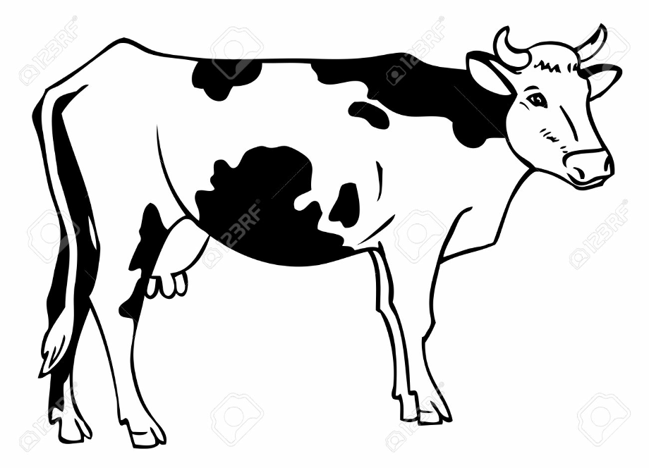 cow clipart drawing realistic background spots vache cows line dairy draw hand cattle farm 1300 drawings transparent getdrawings clipartmag clip