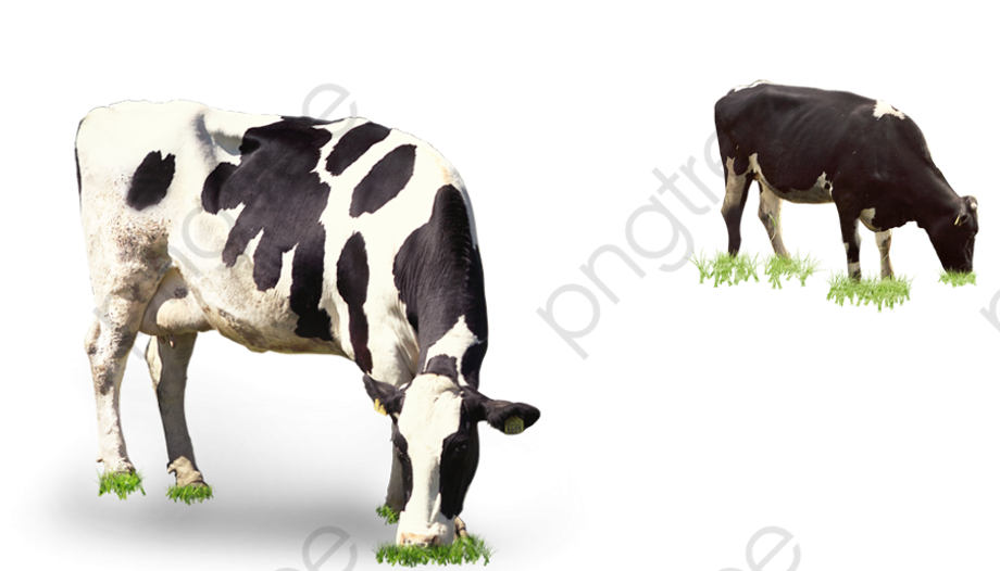 Download High Quality cow clipart grazing Transparent PNG Images - Art