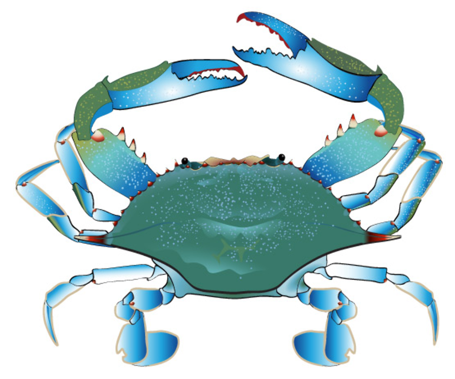 Download High Quality crab clipart blue Transparent PNG Images - Art