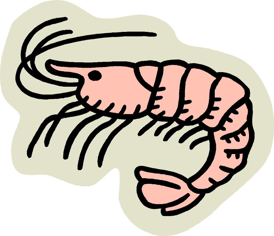 shrimp clipart cooked