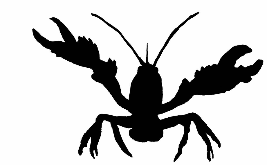 Download High Quality Crawfish Clipart White Transparent Png Images
