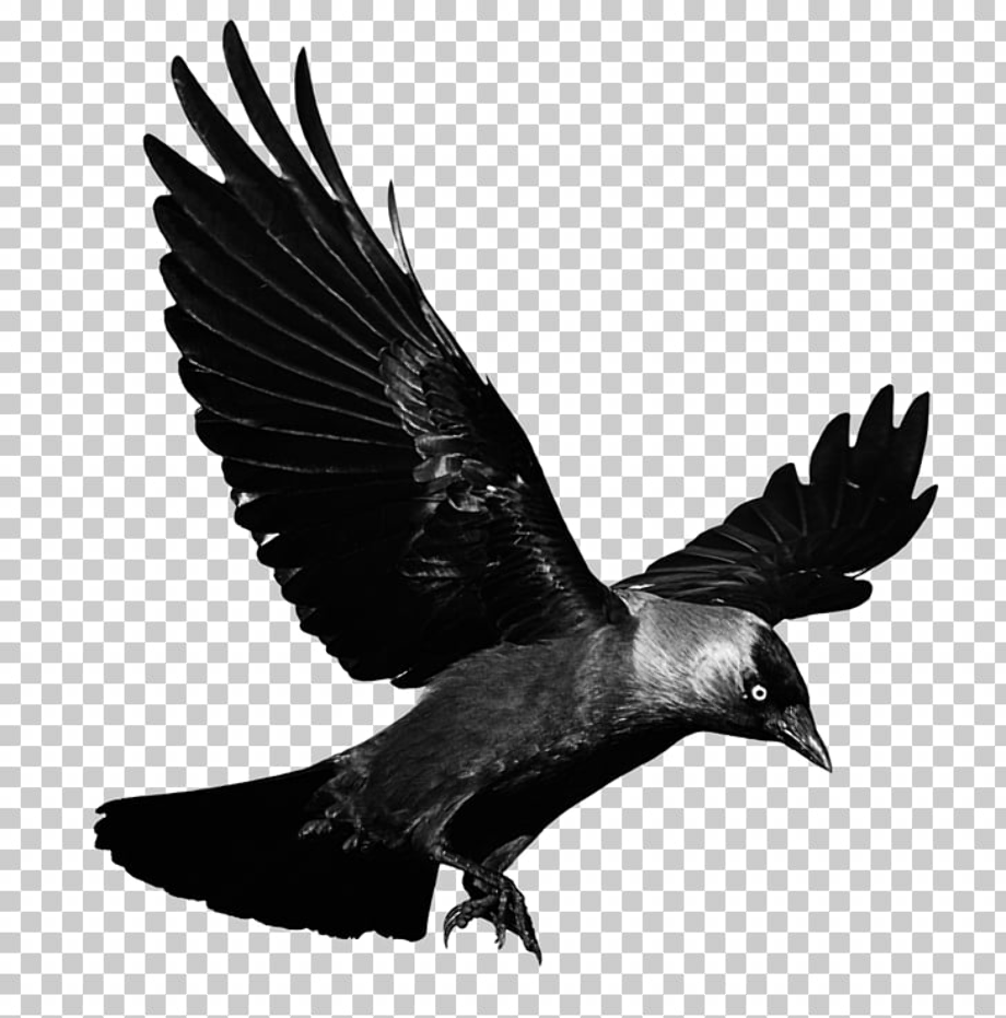 Download High Quality crow clipart flying Transparent PNG Images - Art