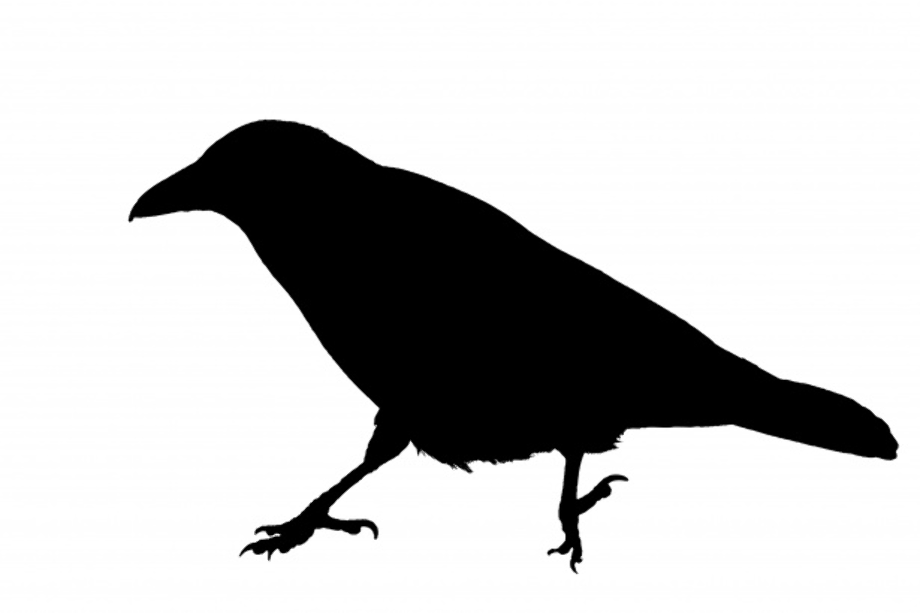 crow clipart public domain