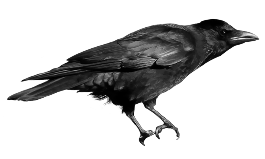 Crow transparent background