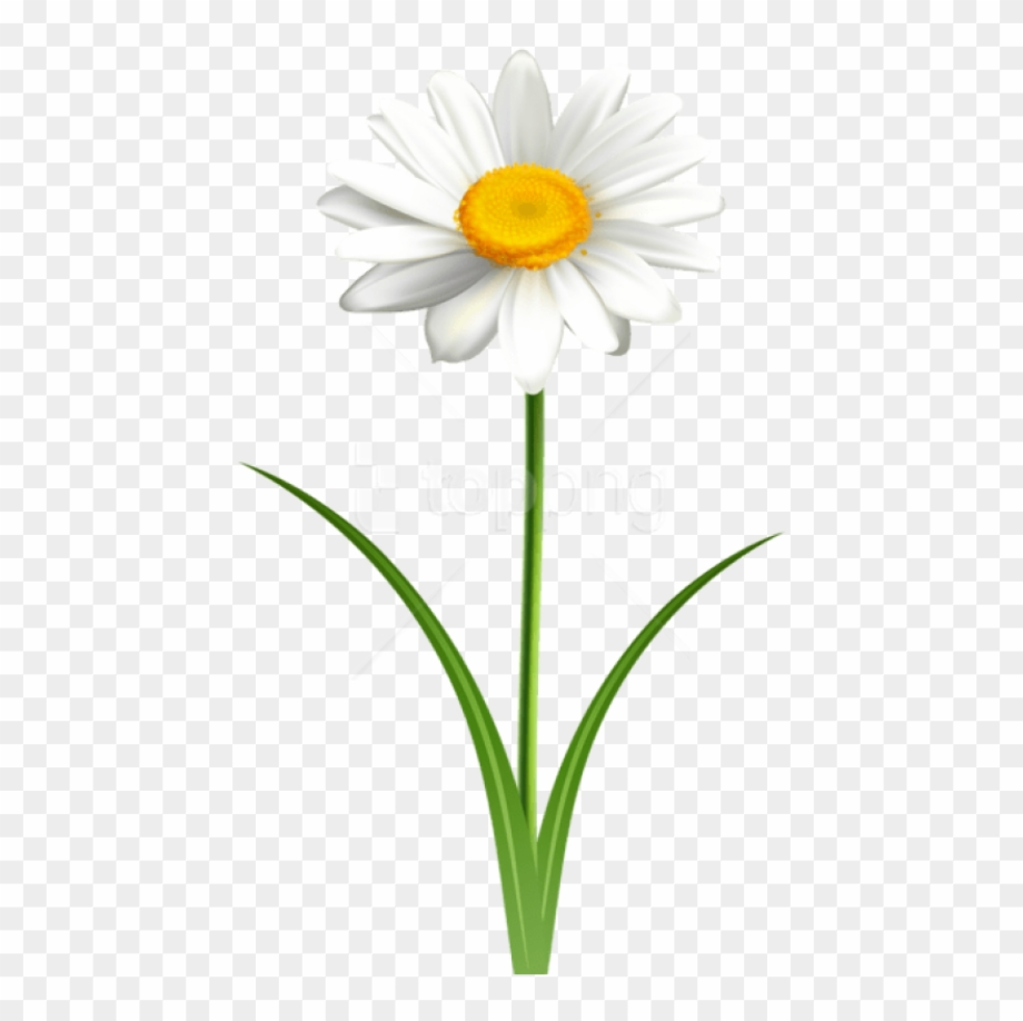 Download Download High Quality daisy clipart no background ...