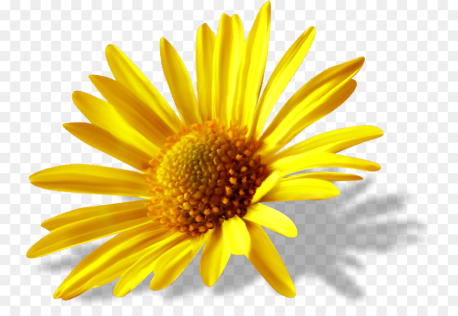 Download High Quality daisy clipart light yellow Transparent PNG Images