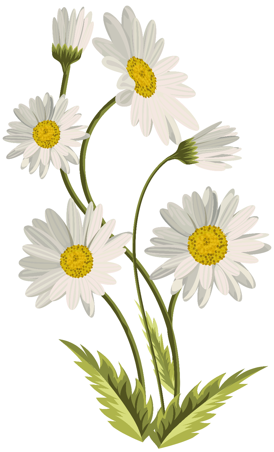 Flower Petal Logo Png