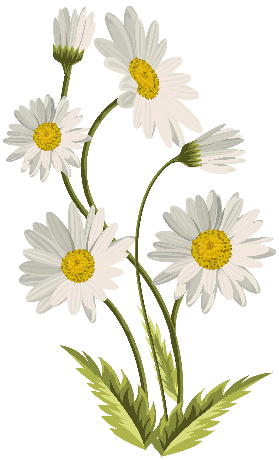 Download High Quality daisy clipart no background Transparent PNG