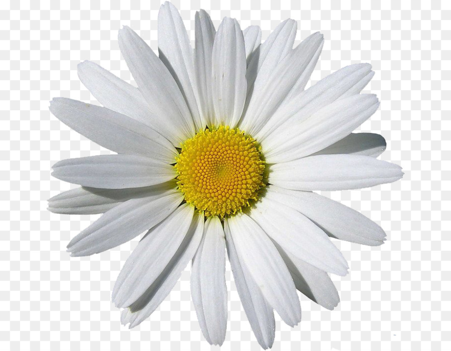 Download High Quality daisy clipart no background Transparent PNG
