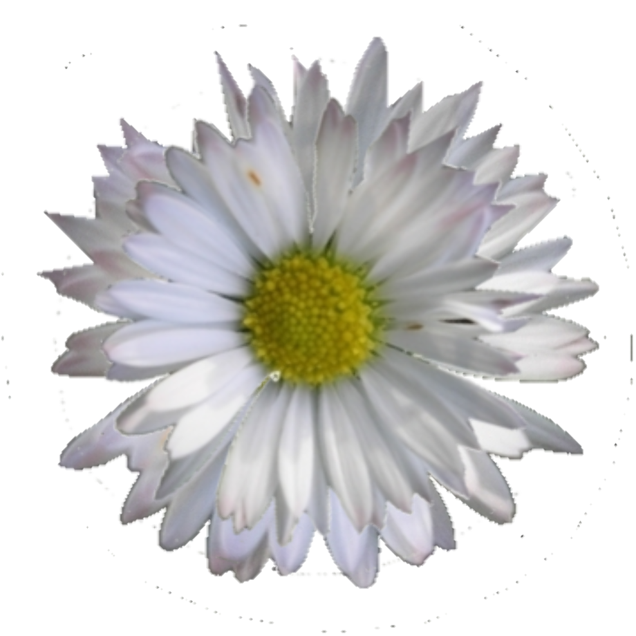 Download High Quality daisy clipart no background Transparent PNG