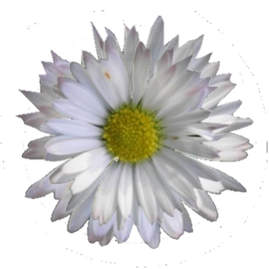 Download High Quality daisy clipart no background Transparent PNG Images - Art Prim clip arts 2019