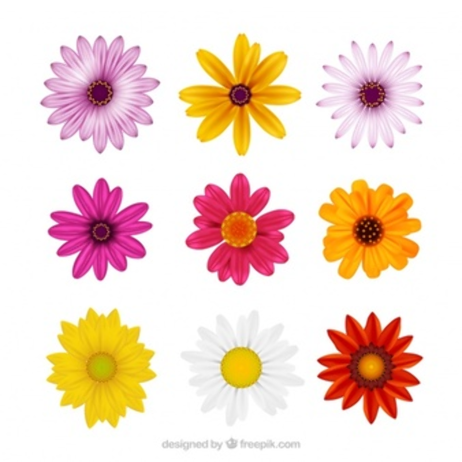 Download High Quality daisy clipart half Transparent PNG Images - Art ...