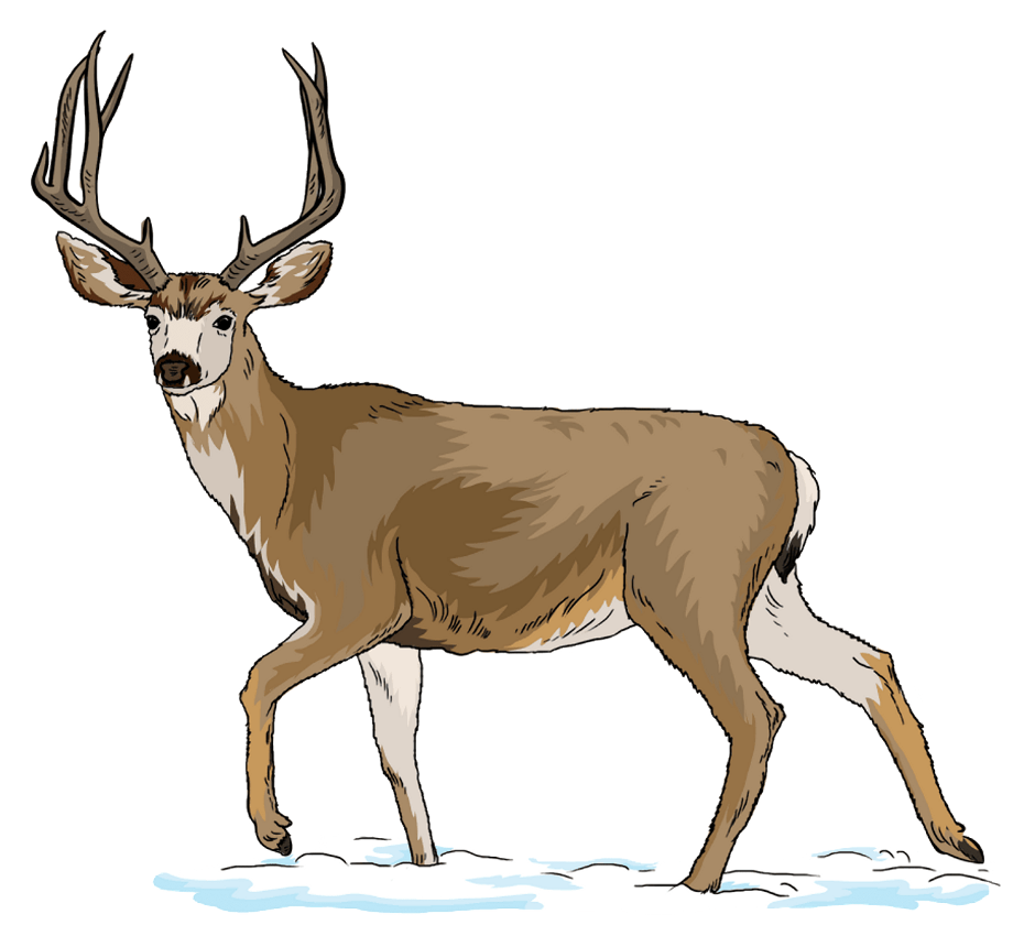 Download High Quality deer clip art realistic Transparent PNG Images