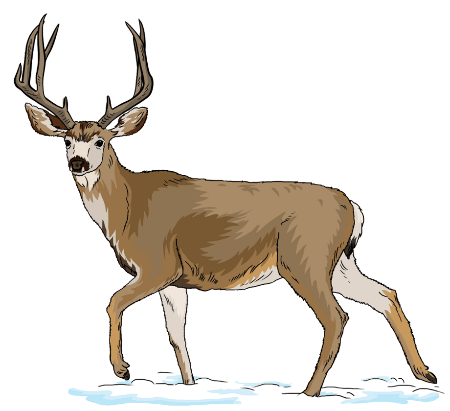 Deer Logopng