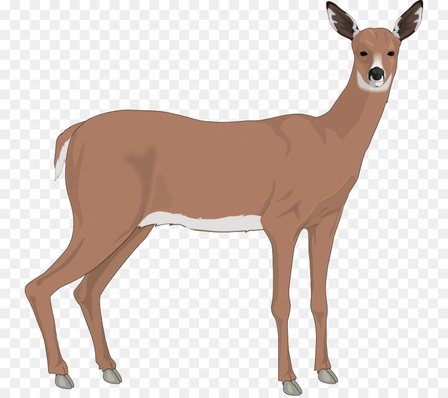 Download High Quality deer clip art doe Transparent PNG